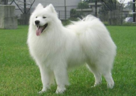 萨摩犬吃什么,营养均衡,健康成长之道