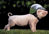 动物笑话大全 爆笑短的笑破肚皮,爆笑短篇笑话集锦